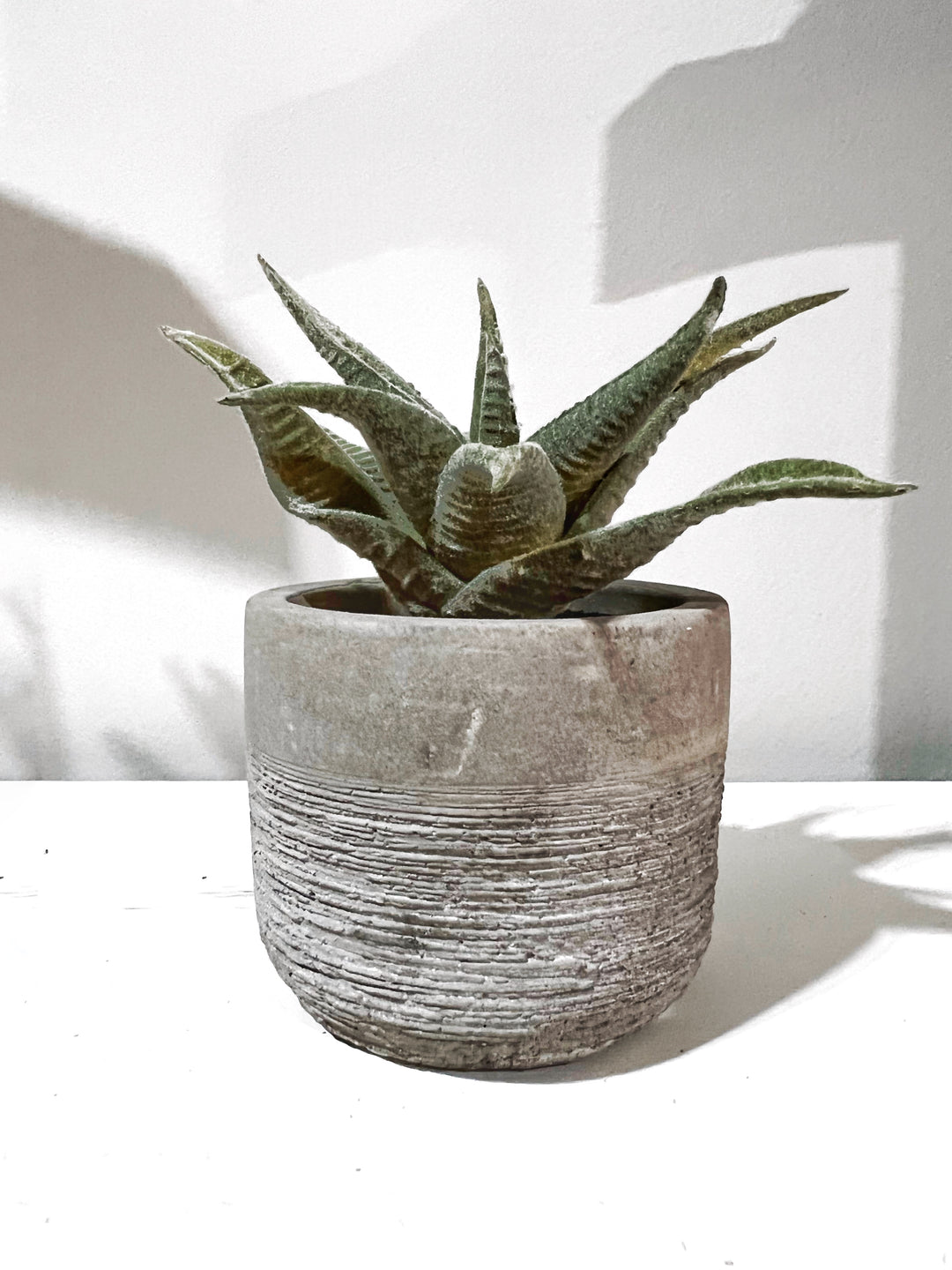 Aloe Succulent in Cement Pot - The Loft/ 36 Eleven