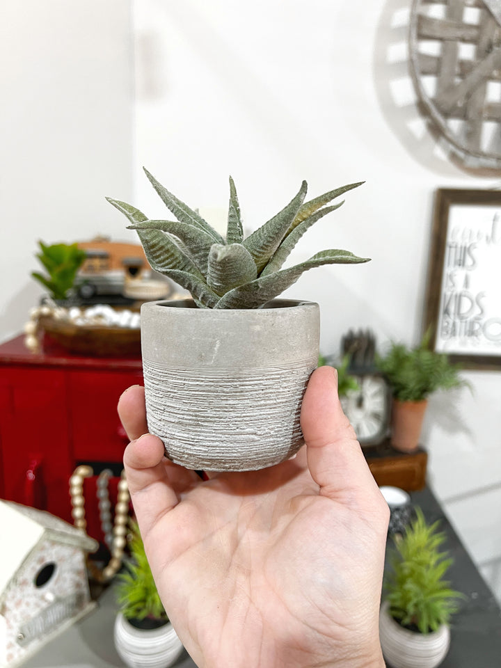 Aloe Succulent in Cement Pot