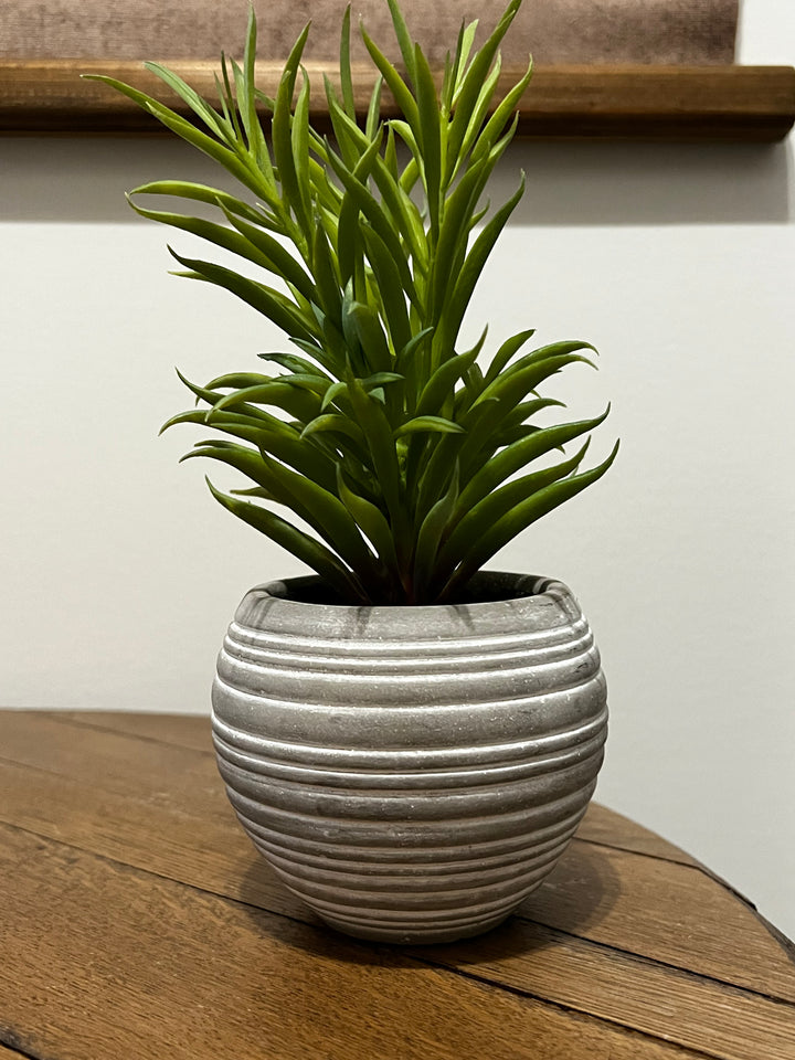 Decorative Potted Plant